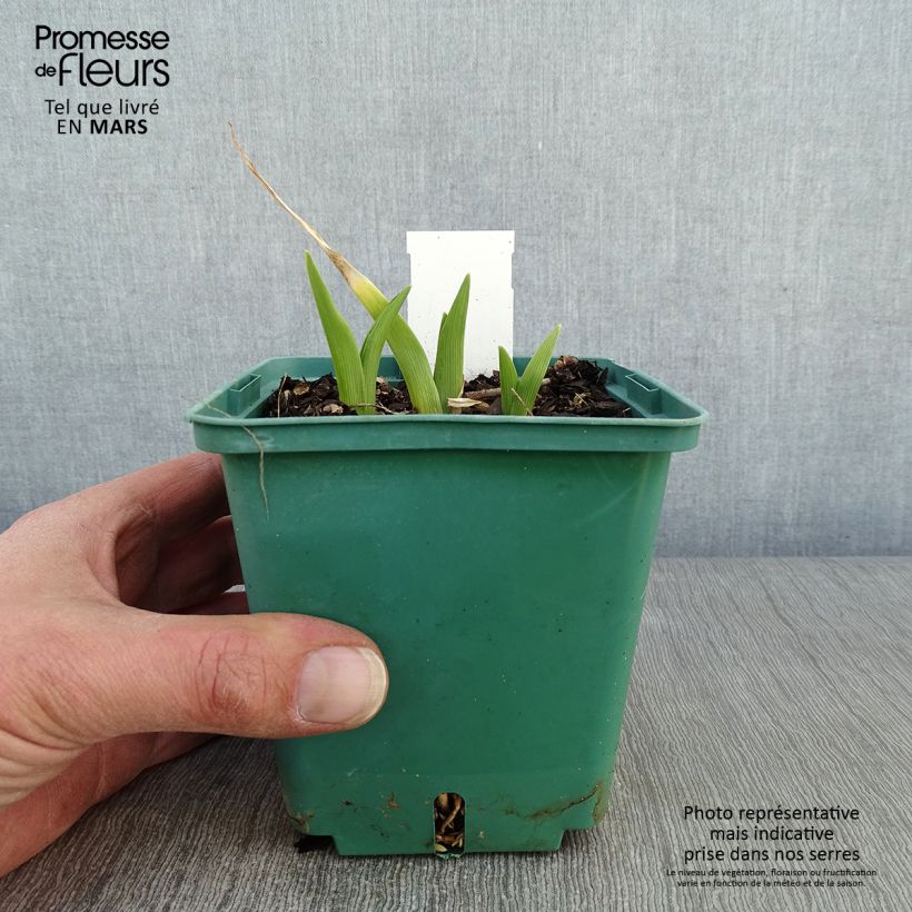 Hemerocallis Janice Brown - Daylily 1L/1.5L pot sample as delivered in winter