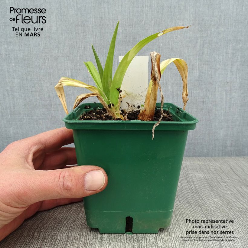 Hemerocallis Jason Salter - Daylily 1L/1.5L pot sample as delivered in winter