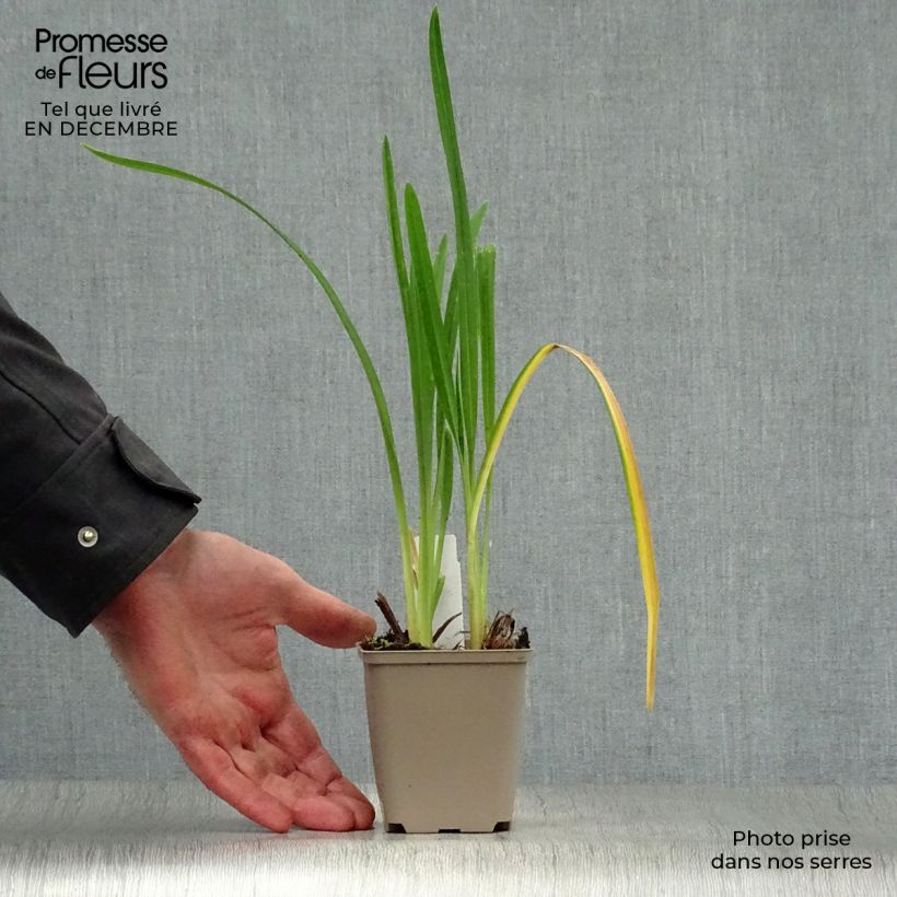 Hemerocallis Joan Senior - Daylily 8/9 cm pot sample as delivered in winter