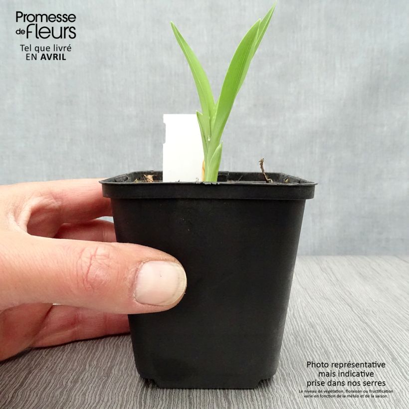 Hemerocallis Joan Senior - Daylily 8/9 cm pot sample as delivered in spring