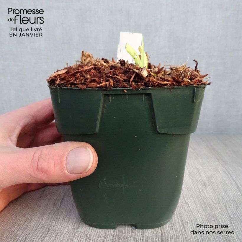 Hemerocallis Jolly Hearts - Daylily 8/9 cm pot sample as delivered in winter