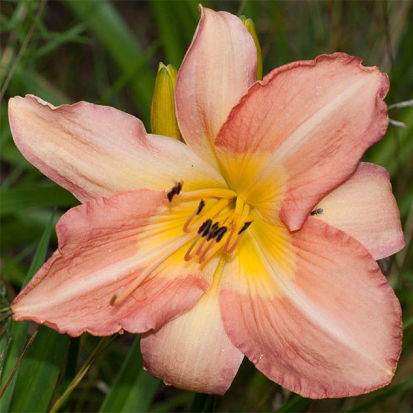 Hemerocallis Joyful Occasion - Daylily (Flowering)