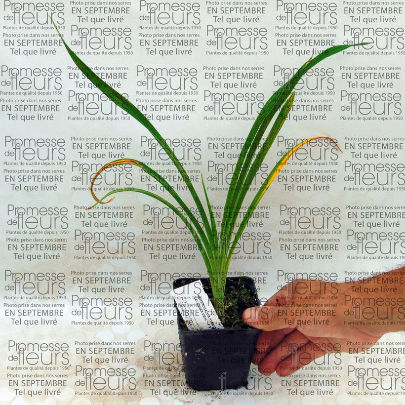 Example of Hemerocallis Lavender Deal - Daylily 8/9 cm pot specimen as delivered