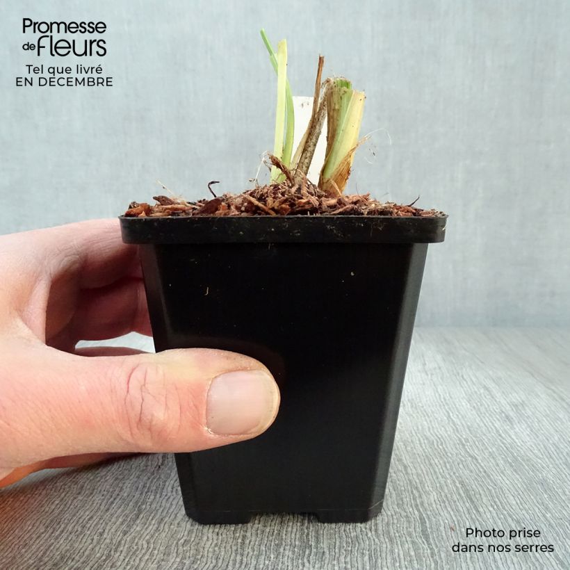 Hemerocallis Luxury Lace - Daylily 8/9 cm pot sample as delivered in winter