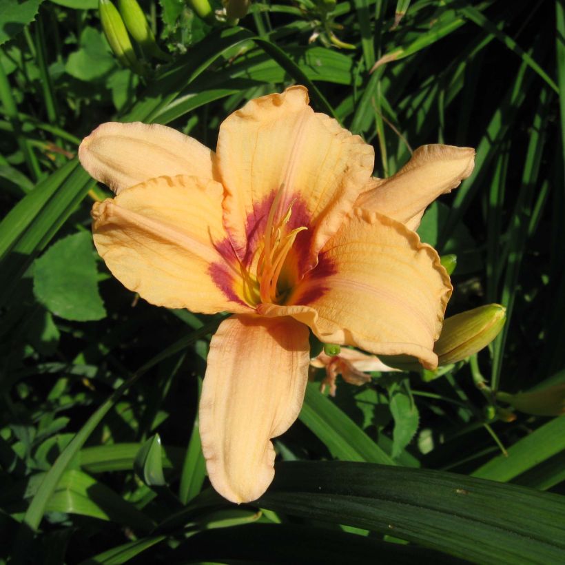 Hemerocallis Lynn Hall - Daylily (Flowering)