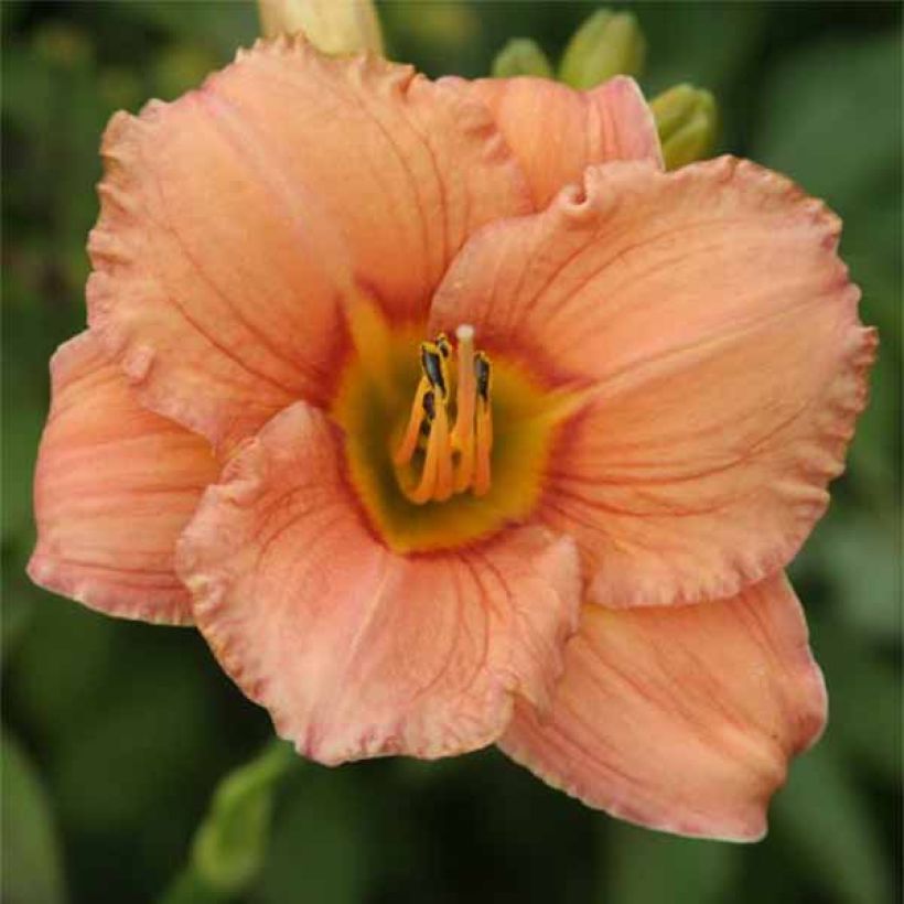 Hemerocallis Mama Cha Cha - Daylily (Flowering)