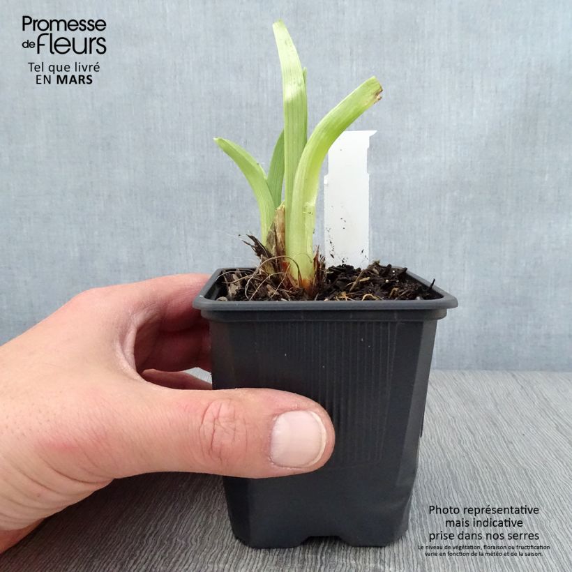 Hemerocallis Mildred Mitchell - Daylily 8/9 cm pot sample as delivered in spring