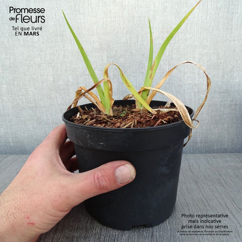 Hemerocallis Mildred Mitchell - Daylily 2L/3L pot sample as delivered in winter