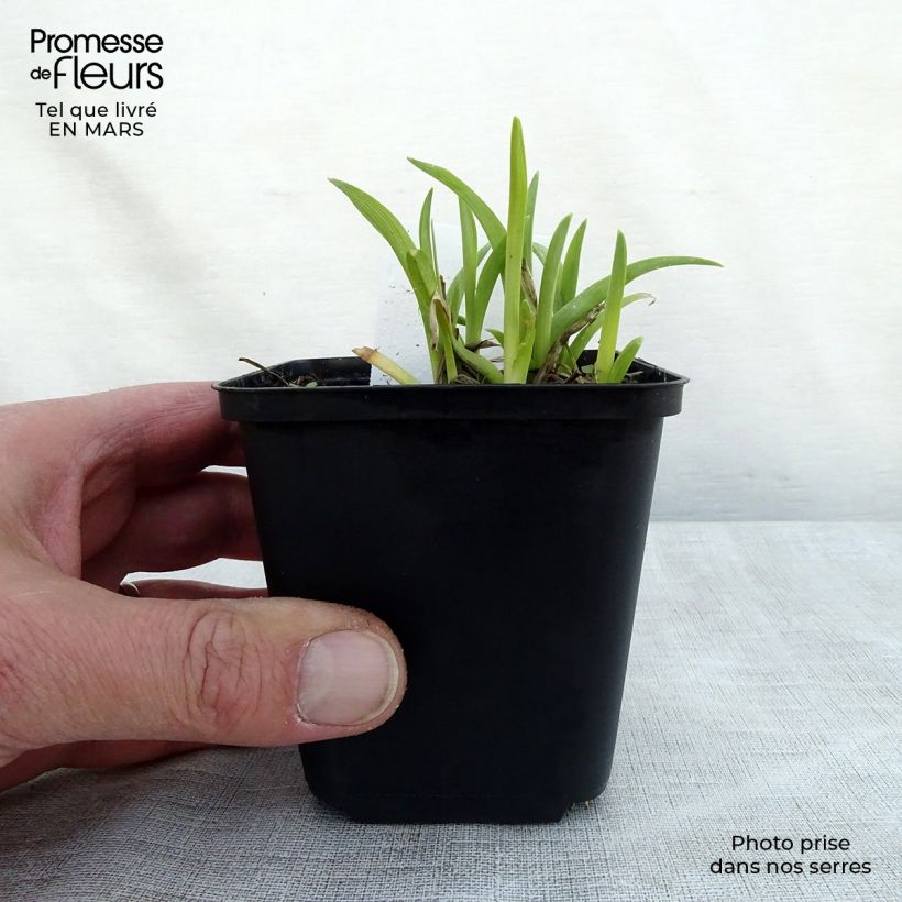 Hemerocallis Mini stella - Daylily 8/9 cm pot sample as delivered in spring