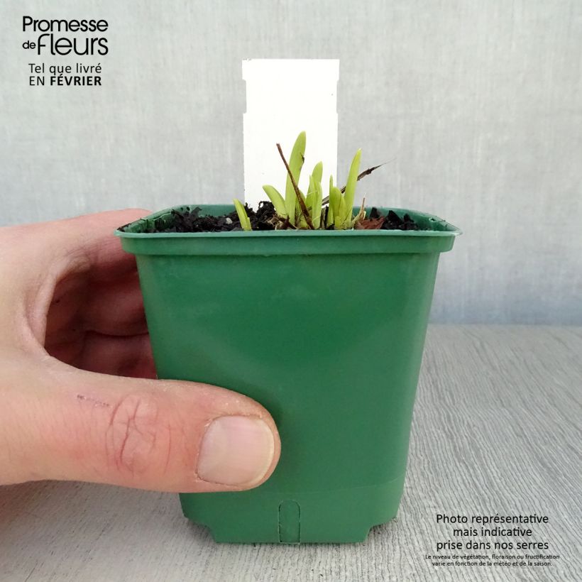 Hemerocallis Mini stella - Daylily 8/9 cm pot sample as delivered in winter