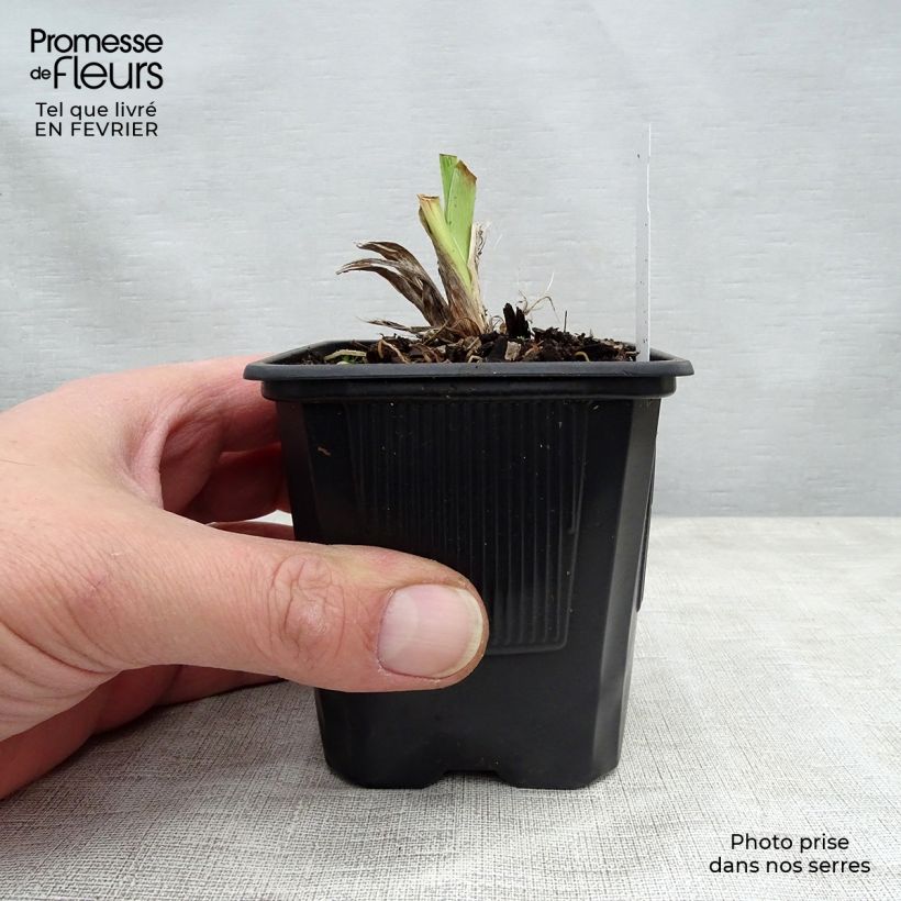 Hemerocallis Moonlight Masquerade - Daylily 8/9 cm pot sample as delivered in winter