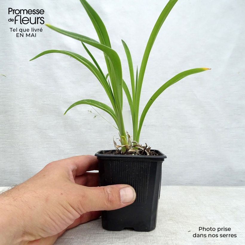 Hemerocallis Moonlight Masquerade - Daylily 8/9 cm pot sample as delivered in spring