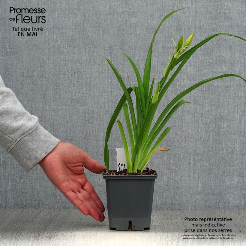 Hemerocallis Nagasaki - Daylily 1L/1.5L pot sample as delivered in spring