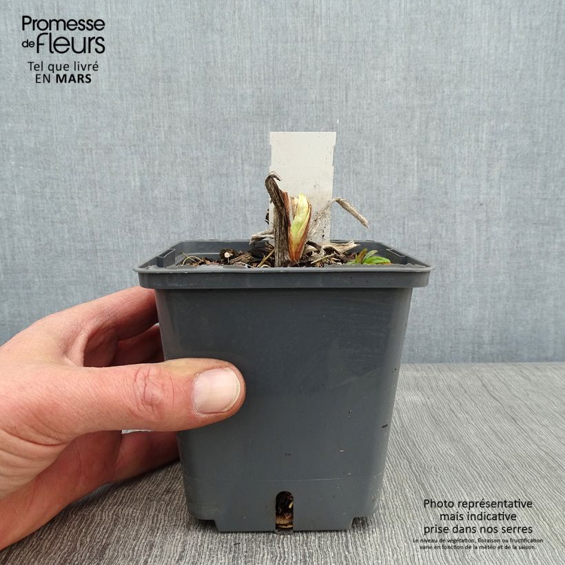 Hemerocallis Natures Crown - Daylily 1L/1.5L pot sample as delivered in winter