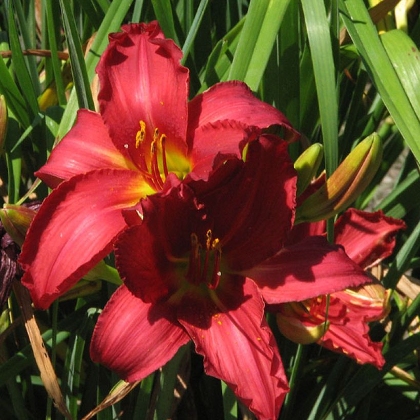 Hemerocallis New Note - Daylily (Flowering)