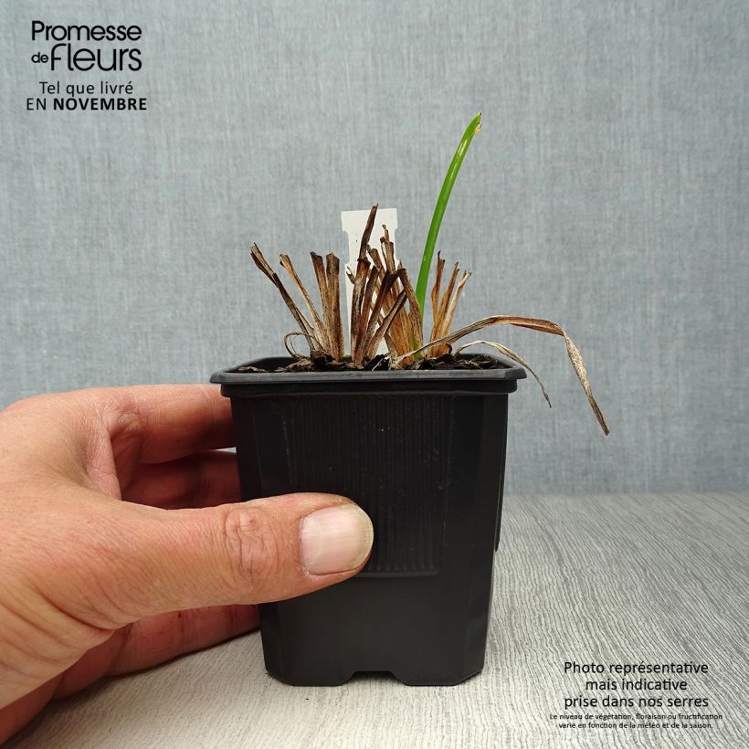 Hemerocallis Neyron Rose - Daylily 8/9 cm pot sample as delivered in autumn