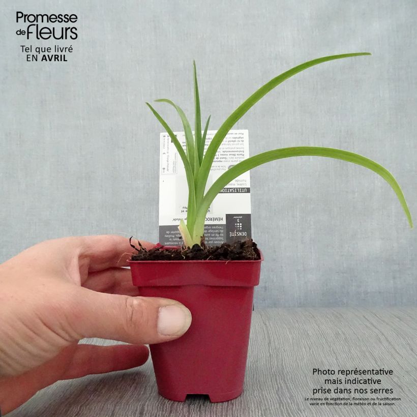 Hemerocallis Orange Prelude - Daylily 8/9 cm pot sample as delivered in spring