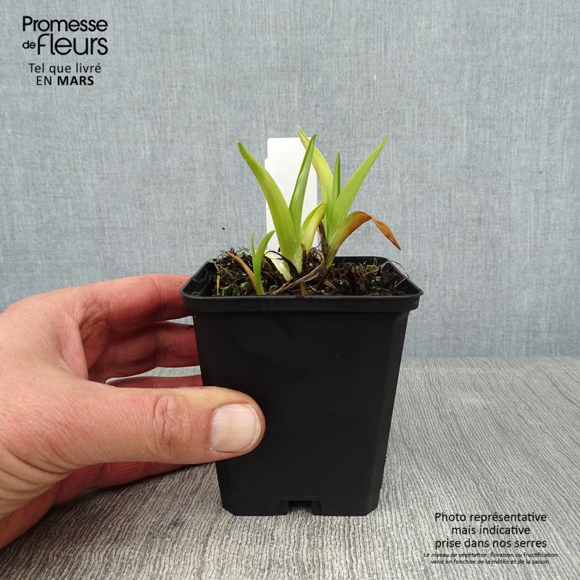 Hemerocallis Pandoras Box - Daylily 8/9 cm pot sample as delivered in winter