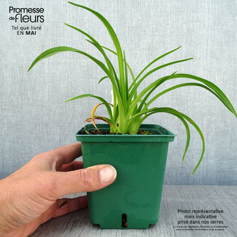 Hemerocallis Pandoras Box - Daylily 1L/1.5L pot sample as delivered in spring