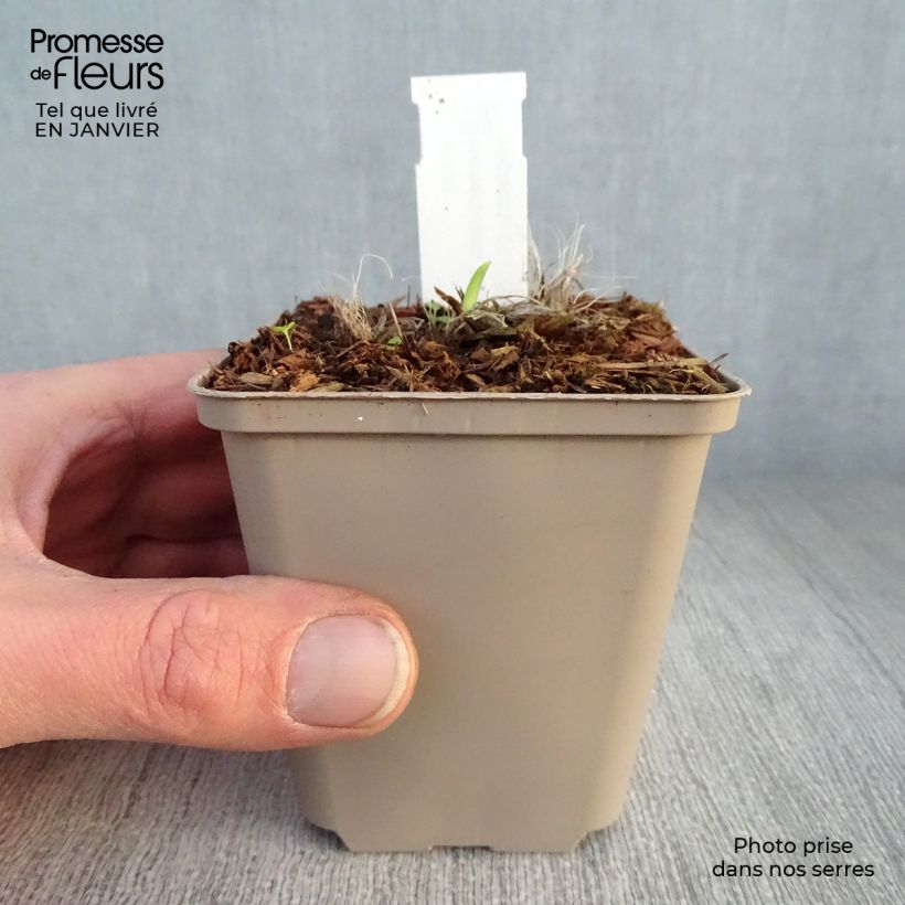 Hemerocallis Pardon Me - Daylily 8/9 cm pot sample as delivered in winter