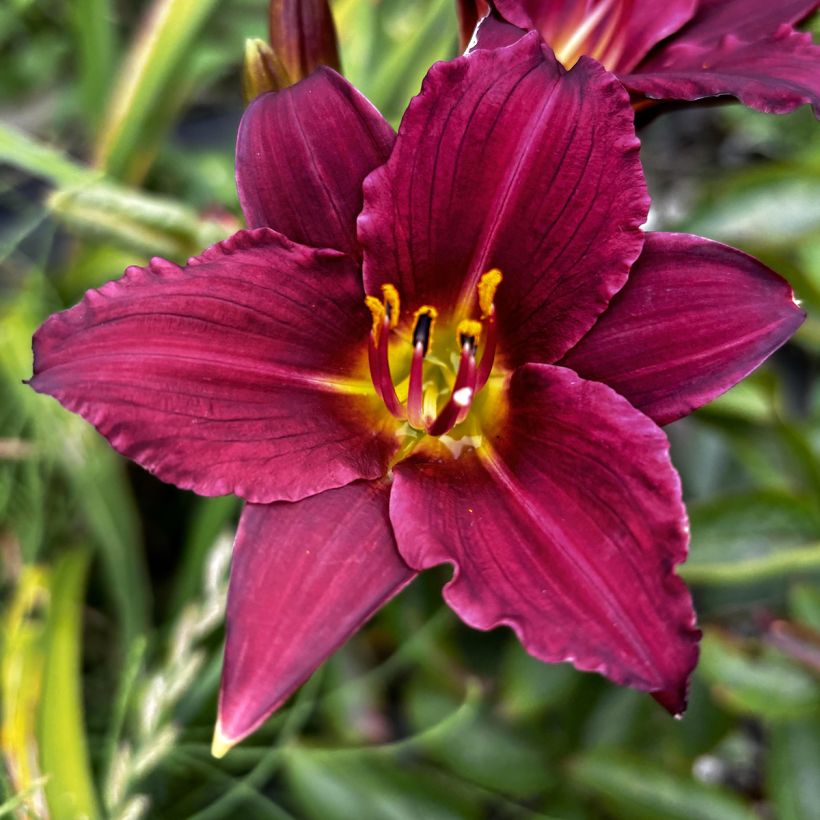 Hemerocallis Pardon Me - Daylily (Flowering)