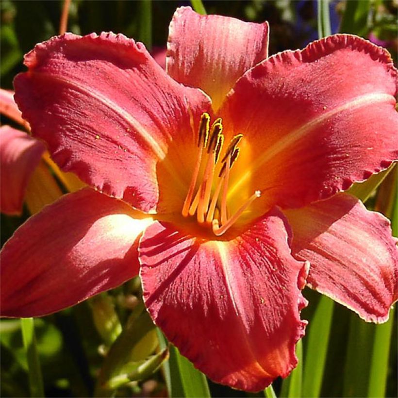 Hemerocallis Persian Market - Daylily (Flowering)