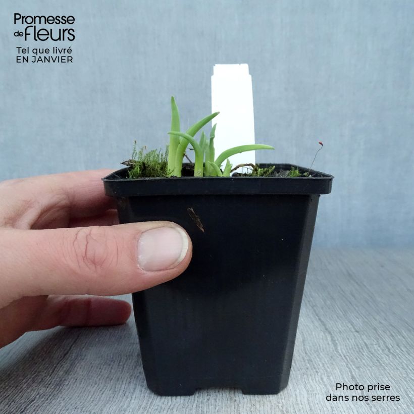 Hemerocallis Pink Damask - Daylily 8/9 cm pot sample as delivered in winter