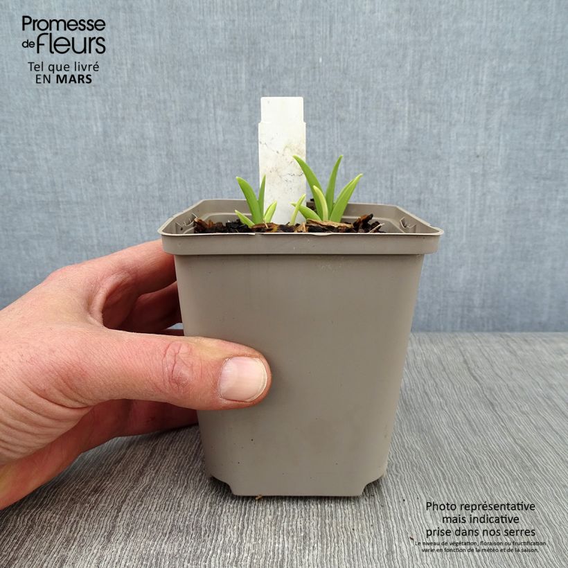 Hemerocallis Prairie Blue Eyes - Daylily 1L/1.5L pot sample as delivered in winter