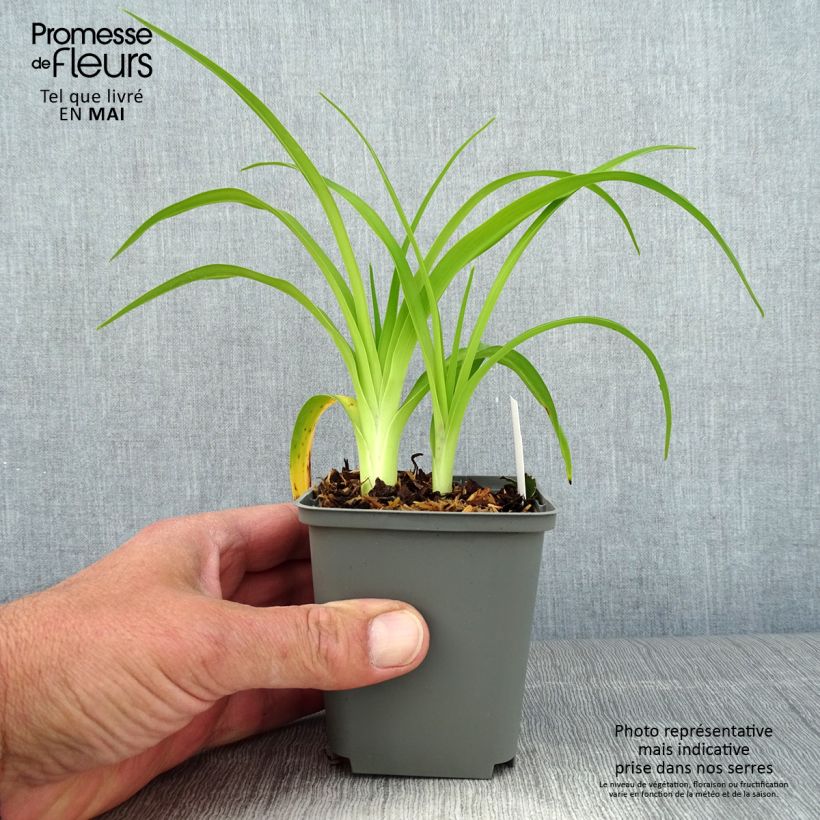 Hemerocallis Prairie Blue Eyes - Daylily 1L/1.5L pot sample as delivered in spring