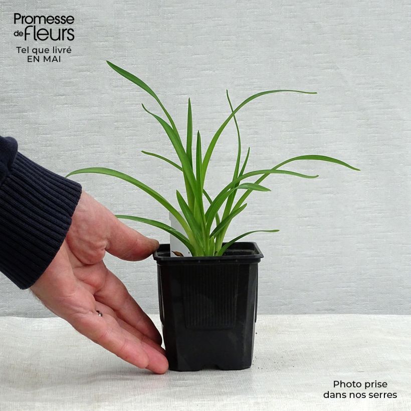 Hemerocallis Rosy Returns - Daylily 8/9 cm pot sample as delivered in spring