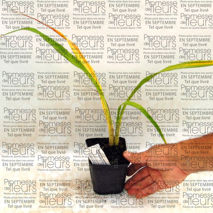 Example of Hemerocallis Ruby Spider - Daylily 8/9 cm pot specimen as delivered