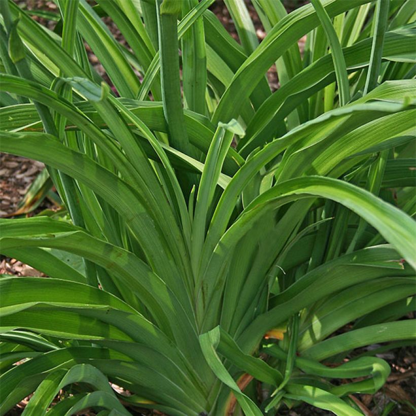 Hemerocallis Ruffled Apricot - Daylily (Foliage)