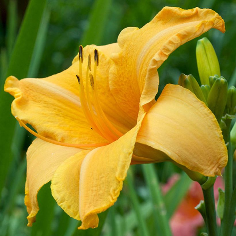 Hemerocallis Ruffled Apricot - Daylily (Flowering)