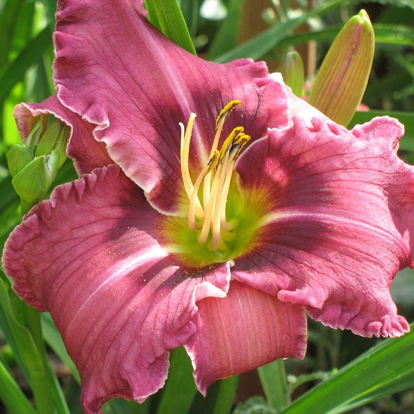 Hemerocallis Russian Ragtime - Daylily (Flowering)