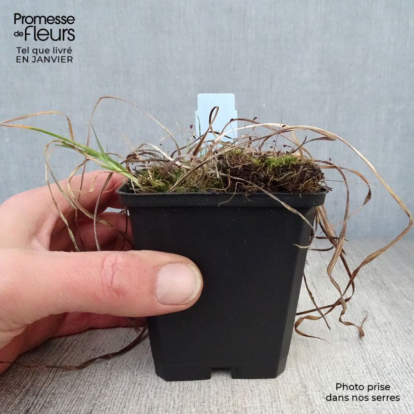 Hemerocallis Sammy Russel - Daylily 8/9 cm pot sample as delivered in winter