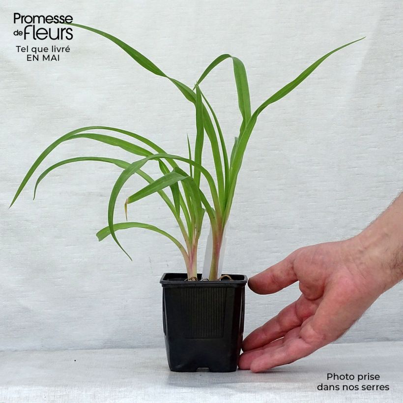 Hemerocallis Shooting Star - Daylily 8/9 cm pot sample as delivered in spring