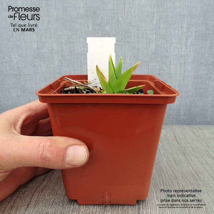 Hemerocallis Siloam Double Classic - Daylily 1L/1.5L pot sample as delivered in winter