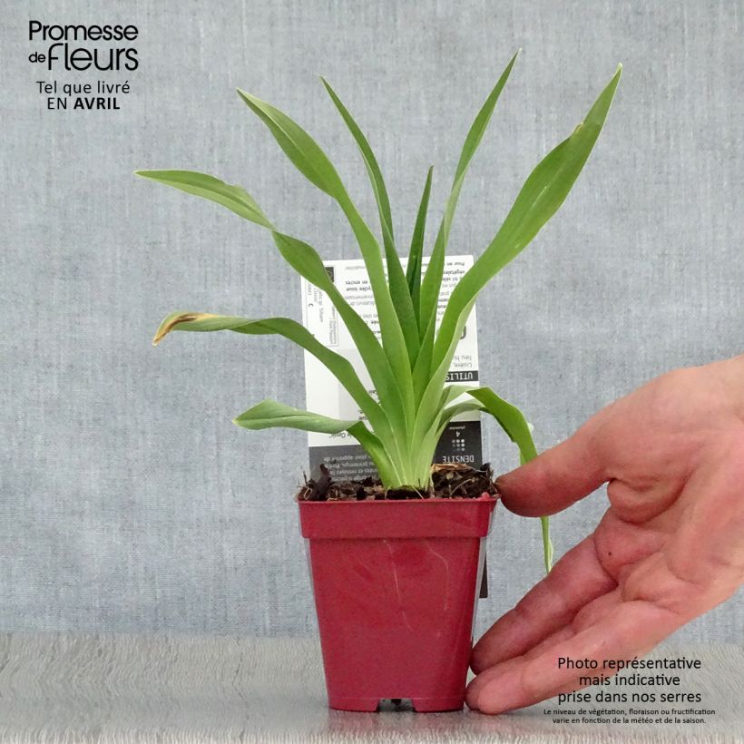 Hemerocallis Siloam Double Classic - Daylily 8/9 cm pot sample as delivered in spring