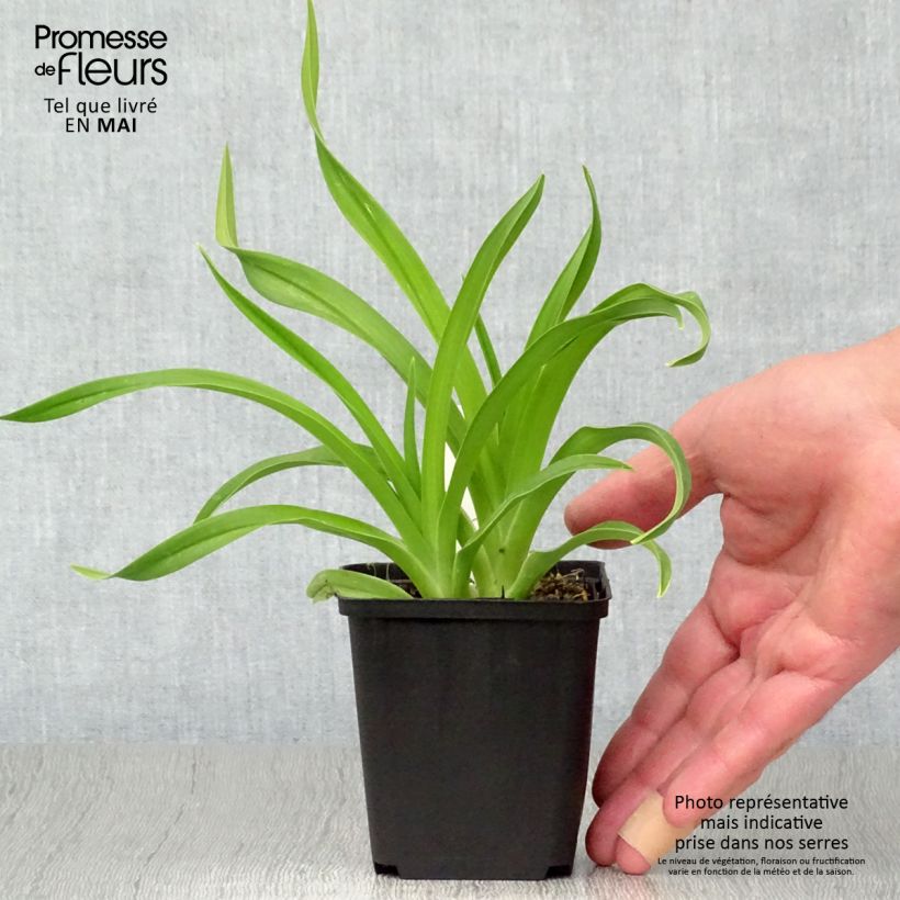 Hemerocallis Siloam Jim Cooper - Daylily 8/9 cm pot sample as delivered in spring