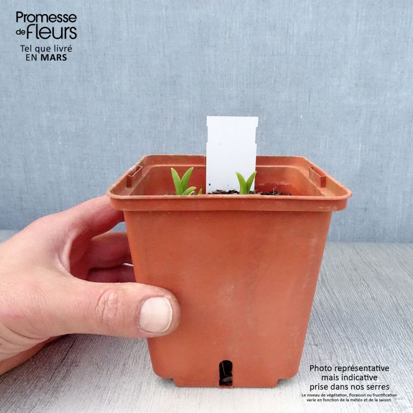 Hemerocallis Snowy Eyes - Daylily 1L/1.5L pot sample as delivered in spring