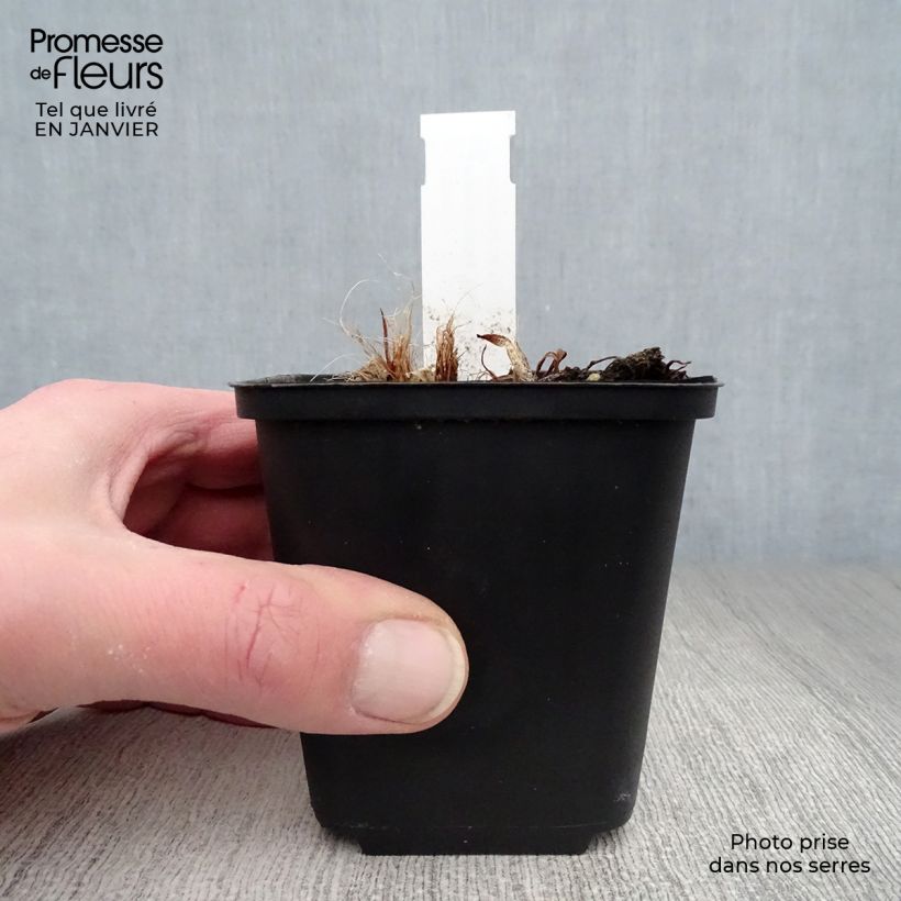 Hemerocallis South Seas - Daylily 8/9 cm pot sample as delivered in winter