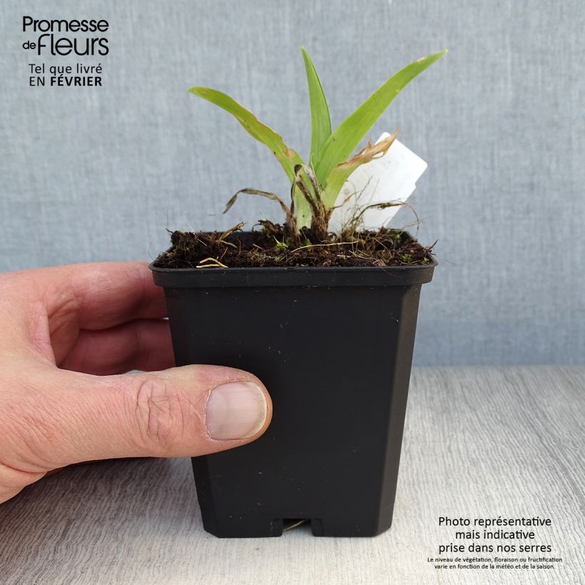 Hemerocallis Strawberry Swirl - Daylily 8/9 cm pot sample as delivered in winter