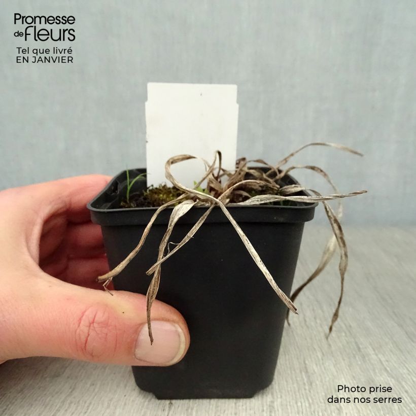 Hemerocallis Strutters Ball - Daylily 8/9 cm pot sample as delivered in winter