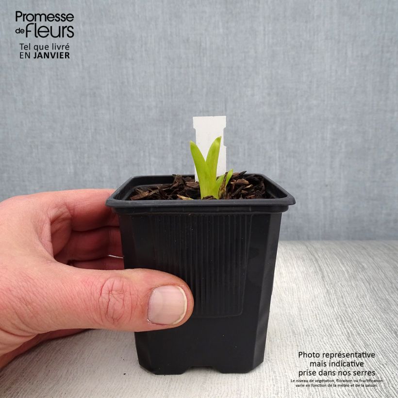 Hemerocallis Sugar Candy - Daylily 8/9 cm pot sample as delivered in winter