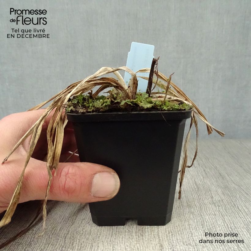 Hemerocallis Summer Wine - Daylily 8/9 cm pot sample as delivered in winter