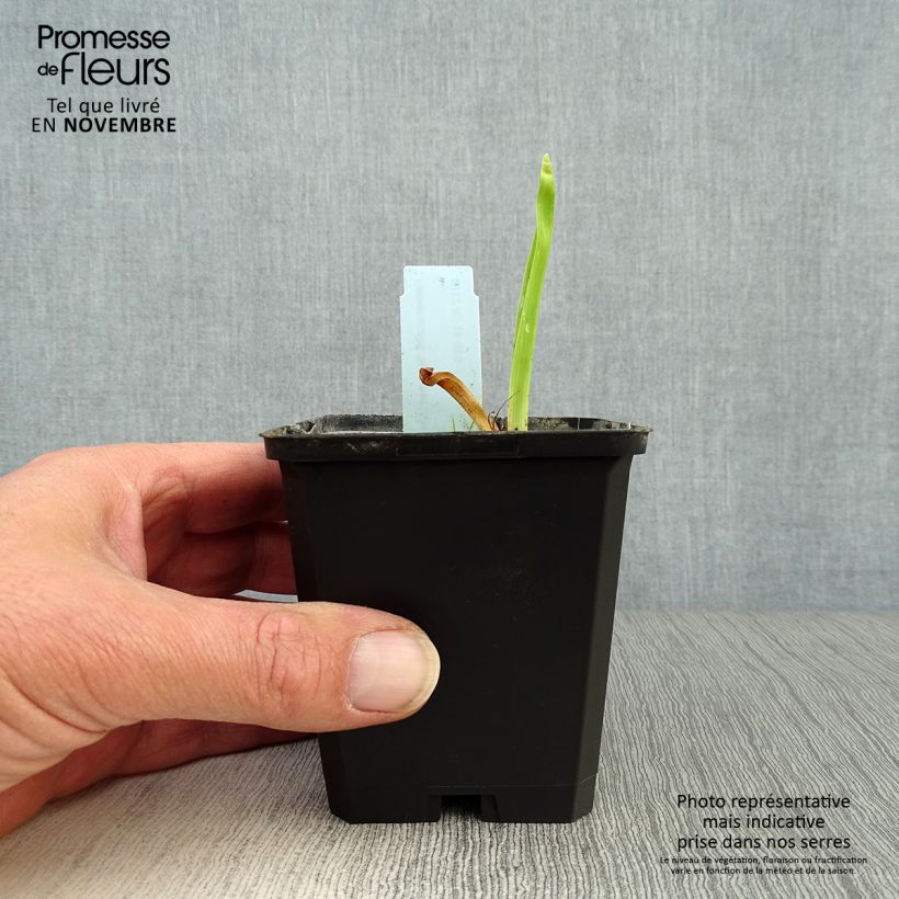 Hemerocallis Summer Wine - Daylily 8/9 cm pot sample as delivered in autumn