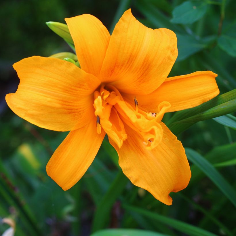 Hemerocallis Three Tears - Daylily (Flowering)