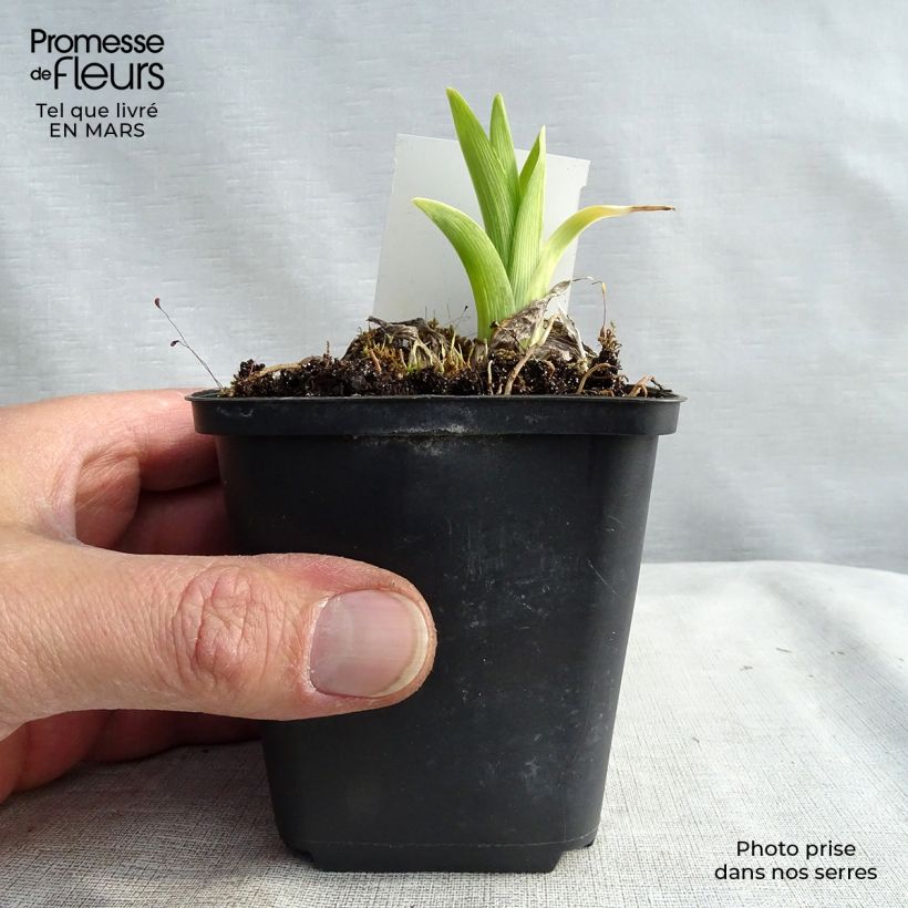 Hemerocallis White Temptation - Daylily 8/9 cm pot sample as delivered in winter