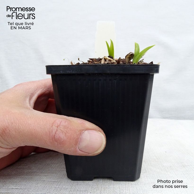 Hemerocallis citrina - Daylily 8/9 cm pot sample as delivered in winter