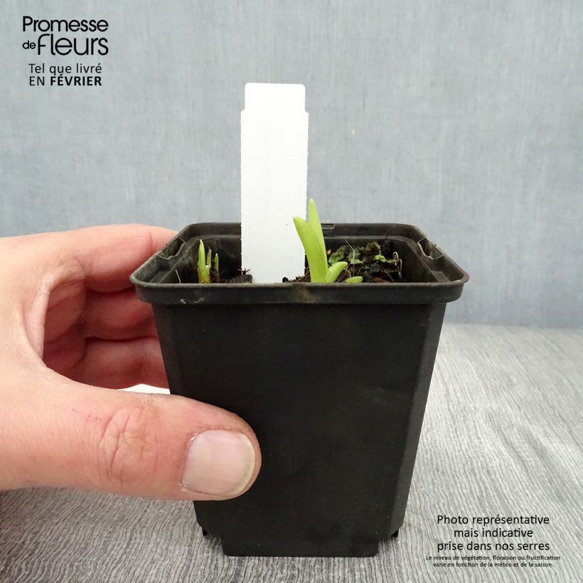 Hemerocallis fulva - Daylily 8/9 cm pot sample as delivered in winter